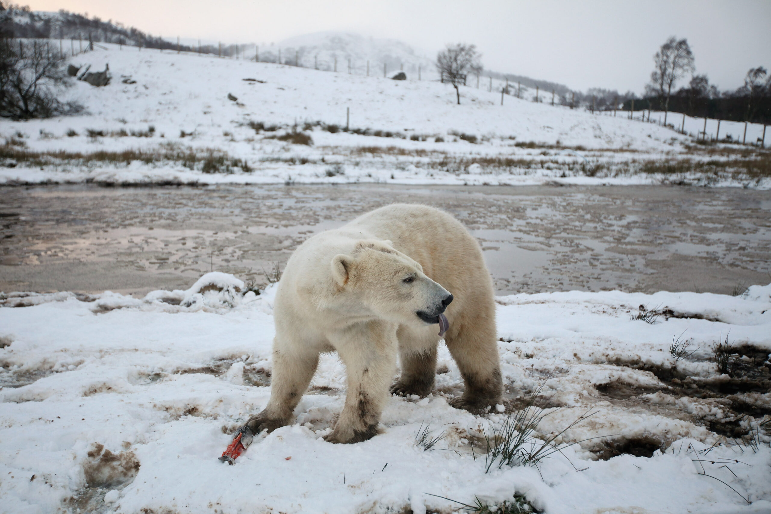 A Quebec polar bear was deemed far out of its range and killed by authorities. 