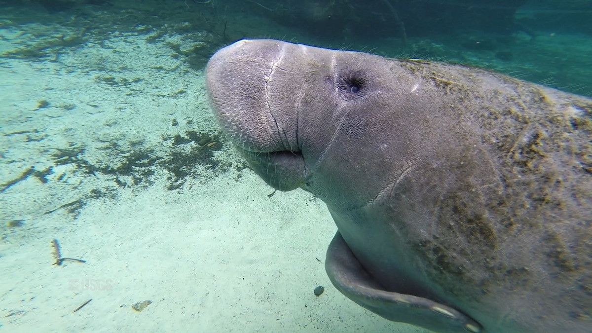 Manatees are dying at alarming rates in Florida.