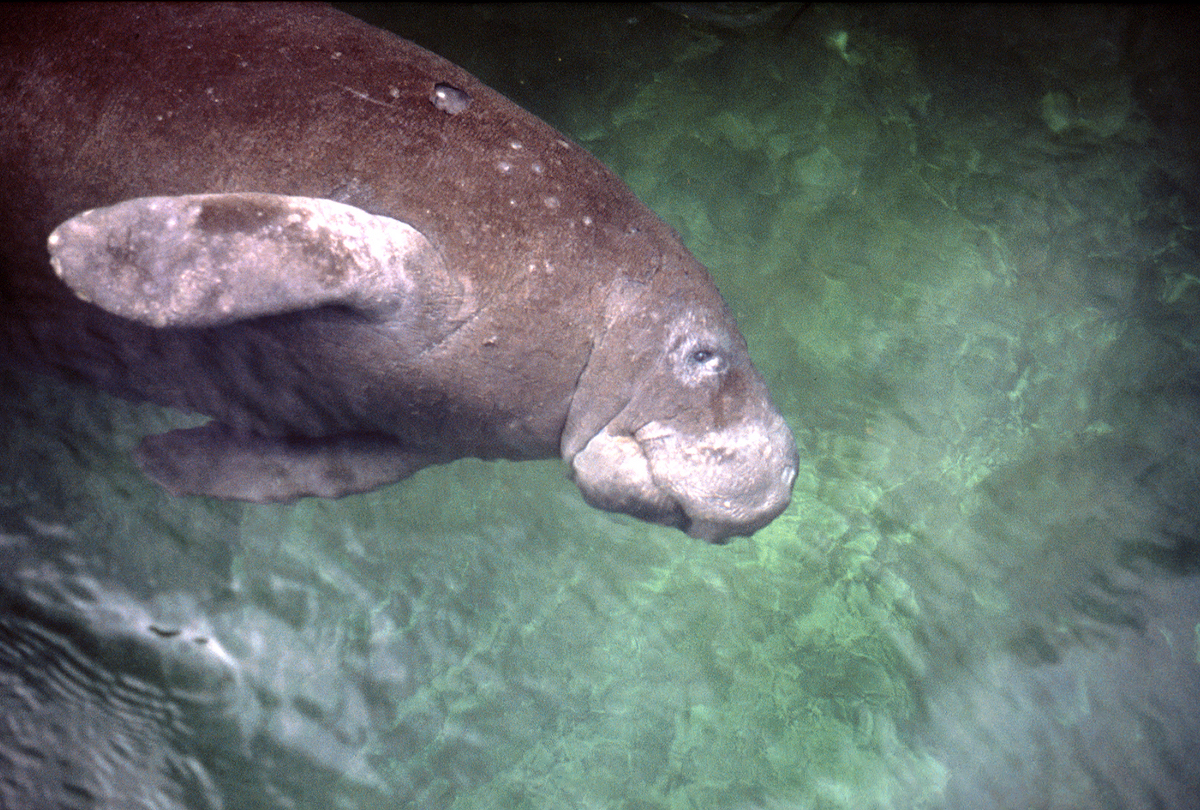 Manatees in Florida have become victims of the state's poor water quality.