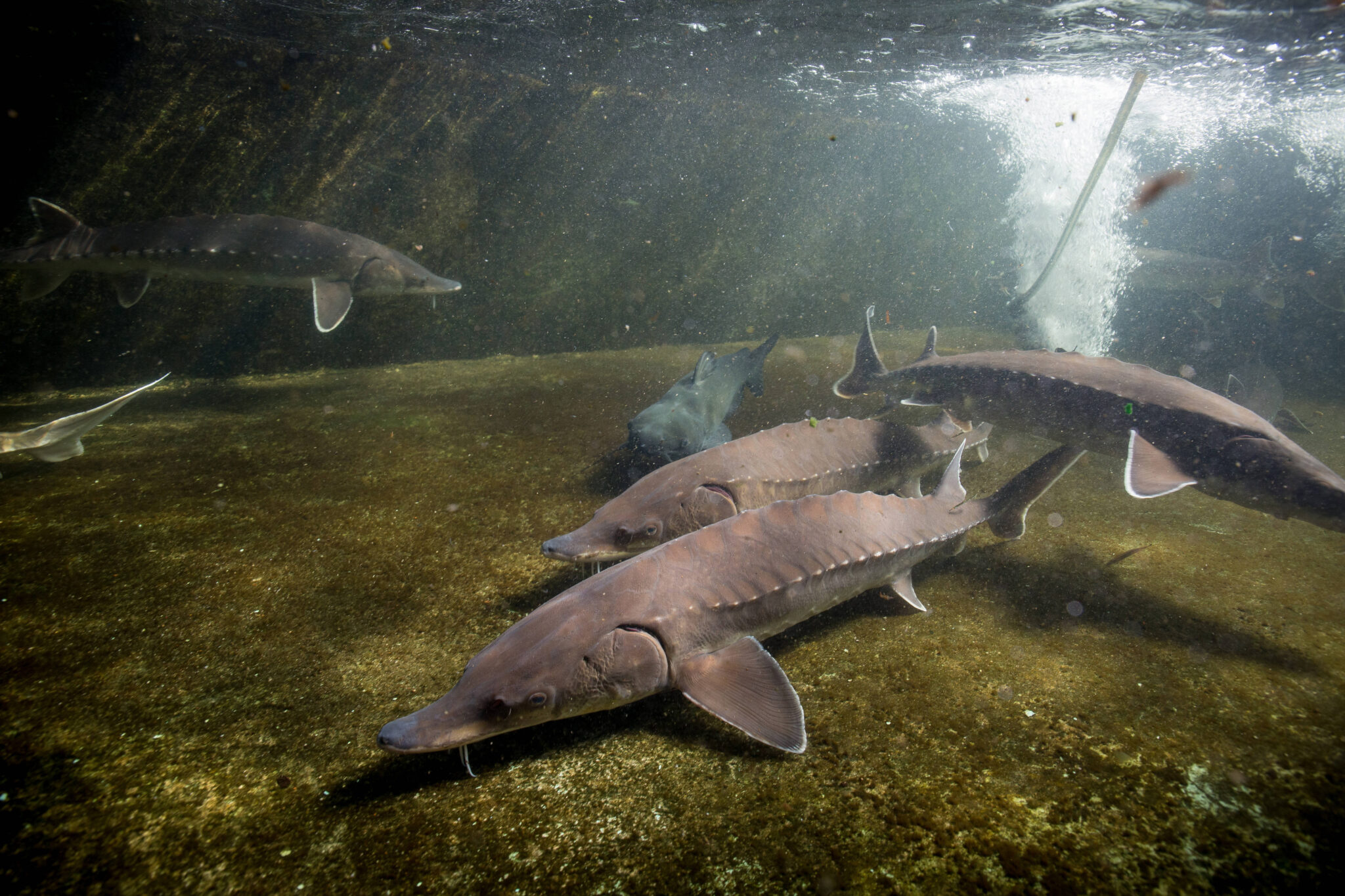 New research has determined that some Virginia sturgeon swim more than 500 miles to spawn. 