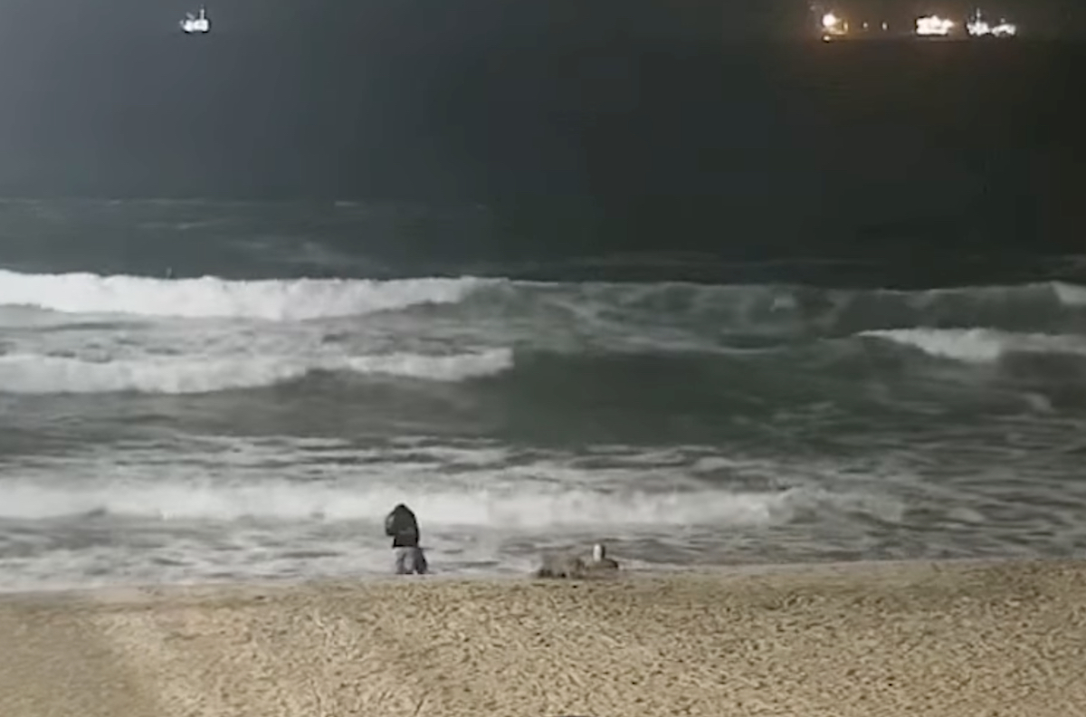 Watch: Coyote That Attacked Toddler on a California Beach Killed by Local Law Enforcement