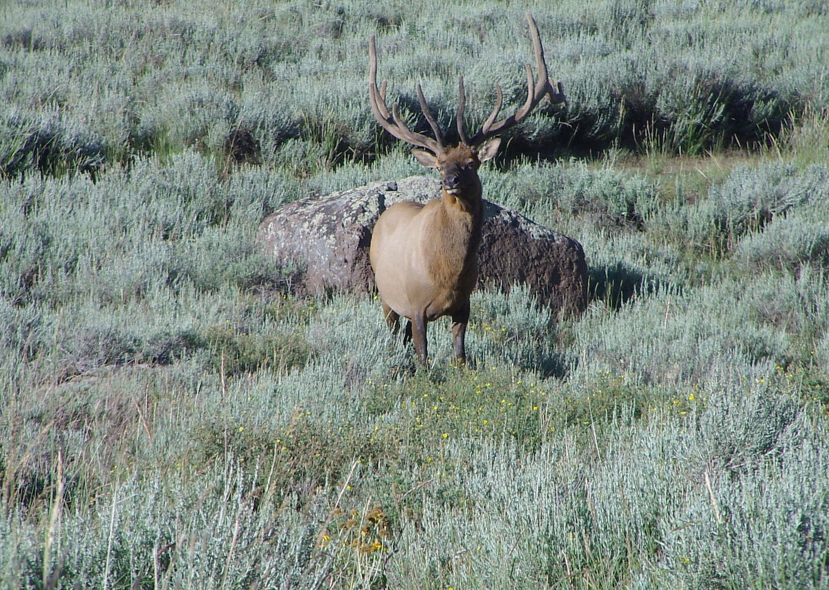 Utah hunting and fishing licenses provide a lot of money to conservation efforts.