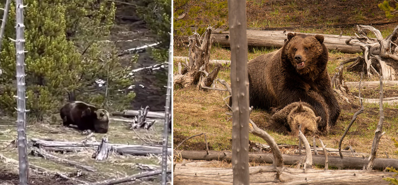 male grizzly kills cub