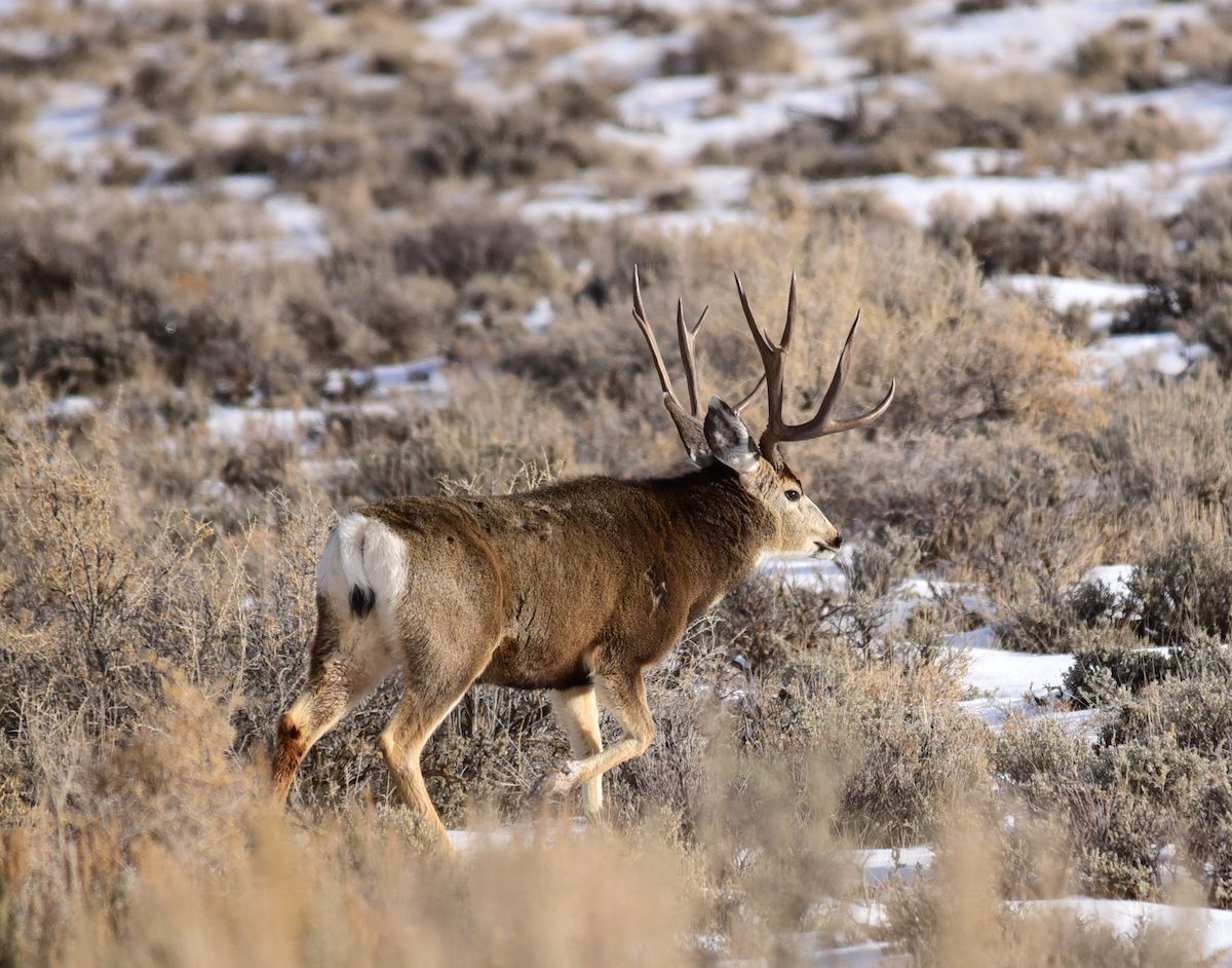 Deer tags in western states are being cut due to drought and disease.