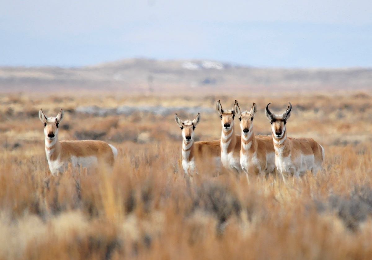 pronghorns are among the animals impacted by the drought and disease