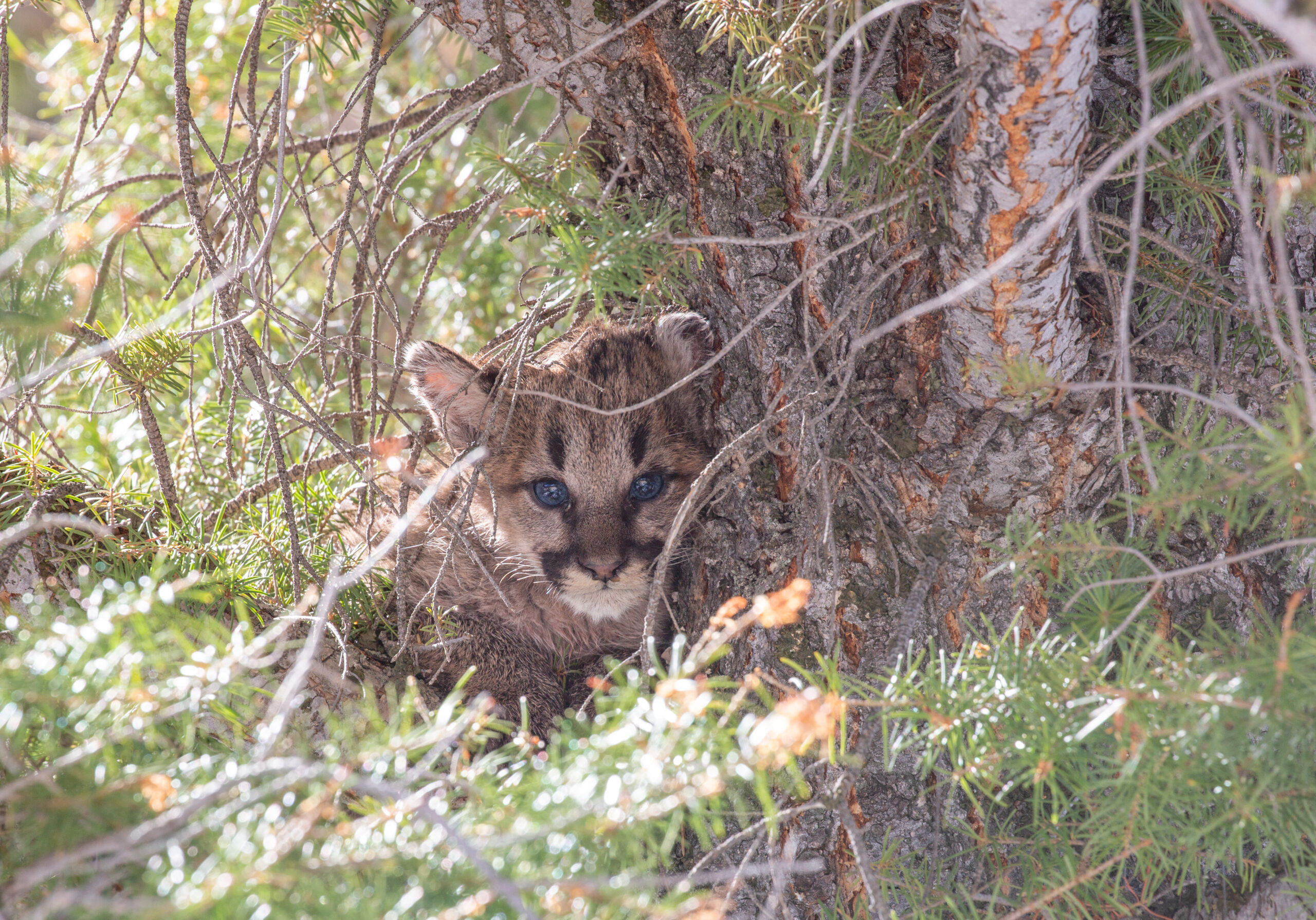 Two cougar kittens were found shot and dismembered last week.