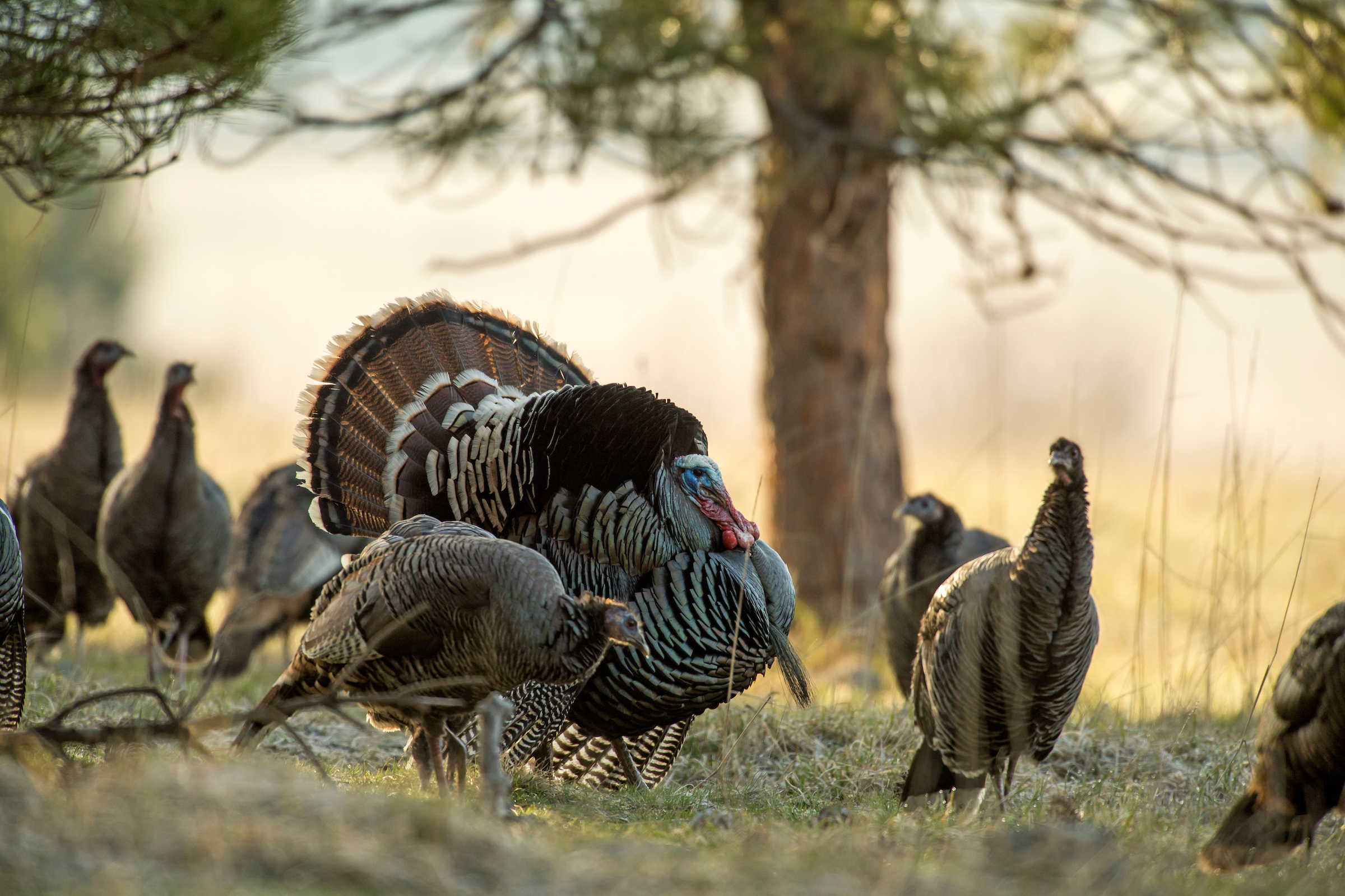 Reaping is an effective method for taking the most dominant toms, which are critical for stabilizing turkey populations. 