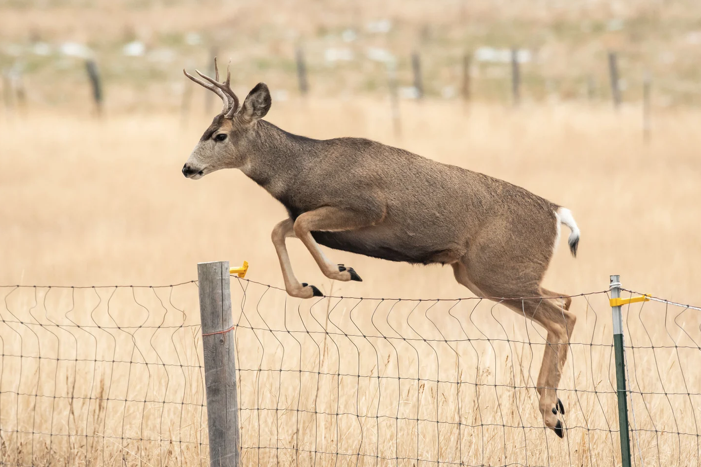 A mule deer hops a fence.