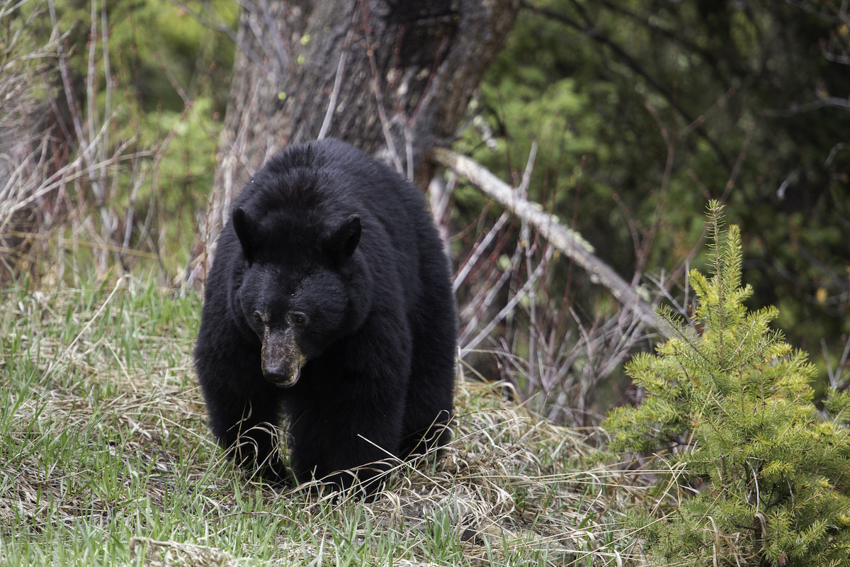 Hunting black bears in Alaska comes with the need to obtain many licenses and have a resident or licensed guide come with you if you're from out to state.