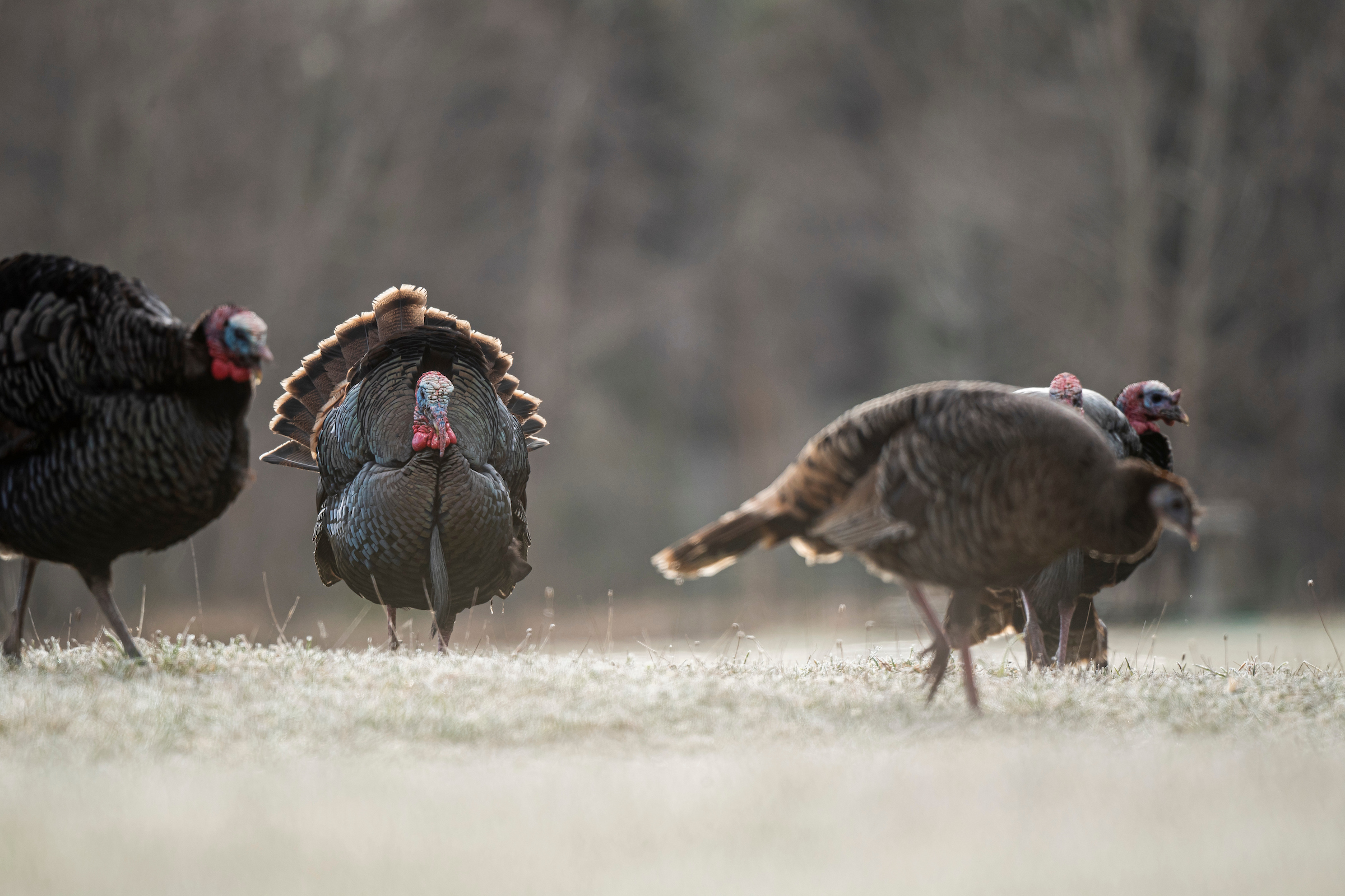 Reaping turkeys won't help populations rebound.
