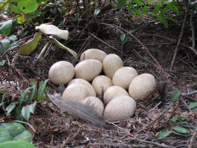 A nest of wild turkey eggs.