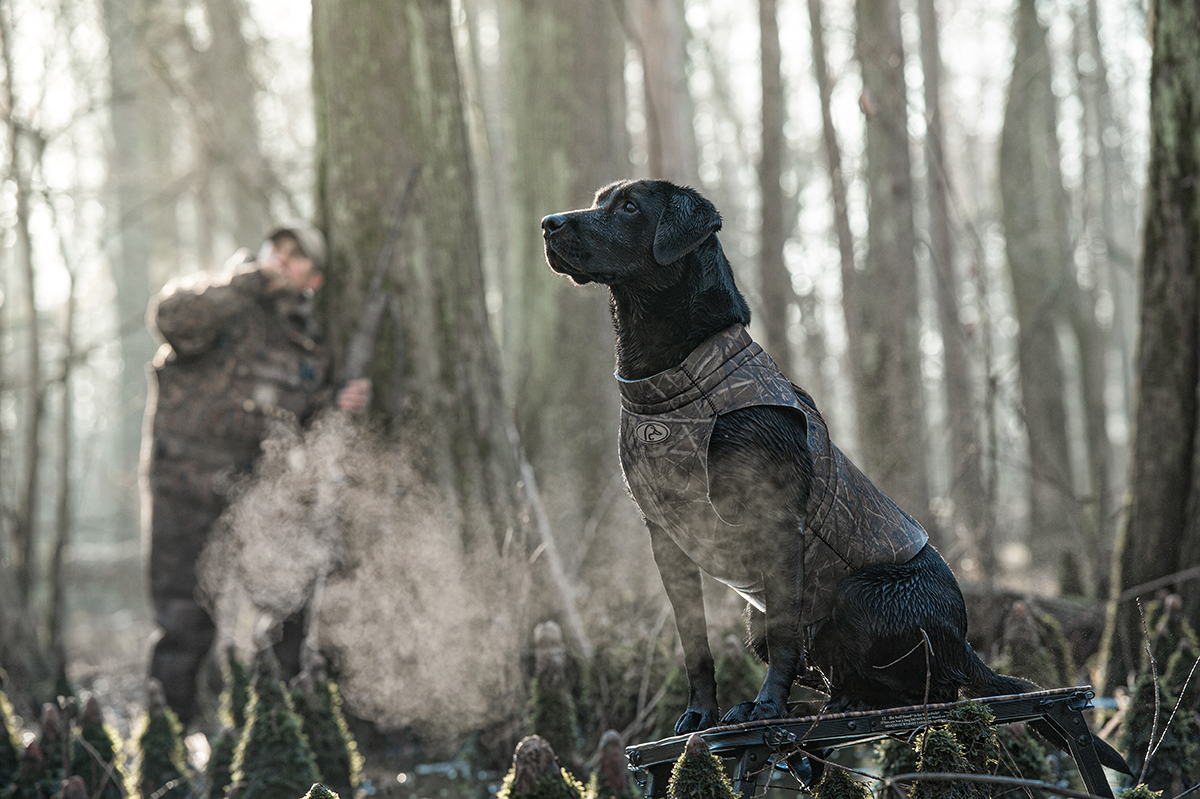 Lab on a flooded timber hunt.