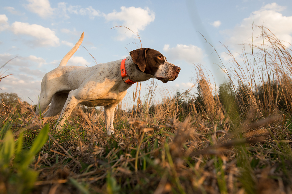 A hunting dog on point. 