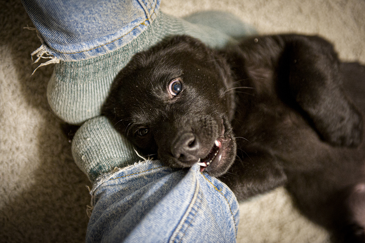 Puppy chews on jeans.