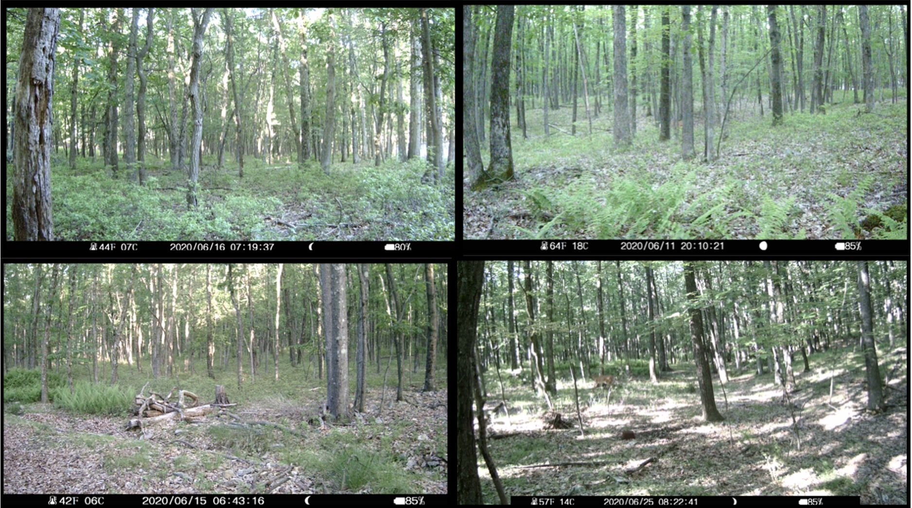 The views from the four study cameras. 