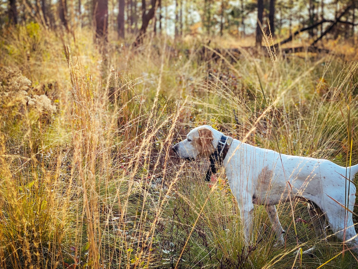 Hunting dogs routinely run onto private property pursuing game