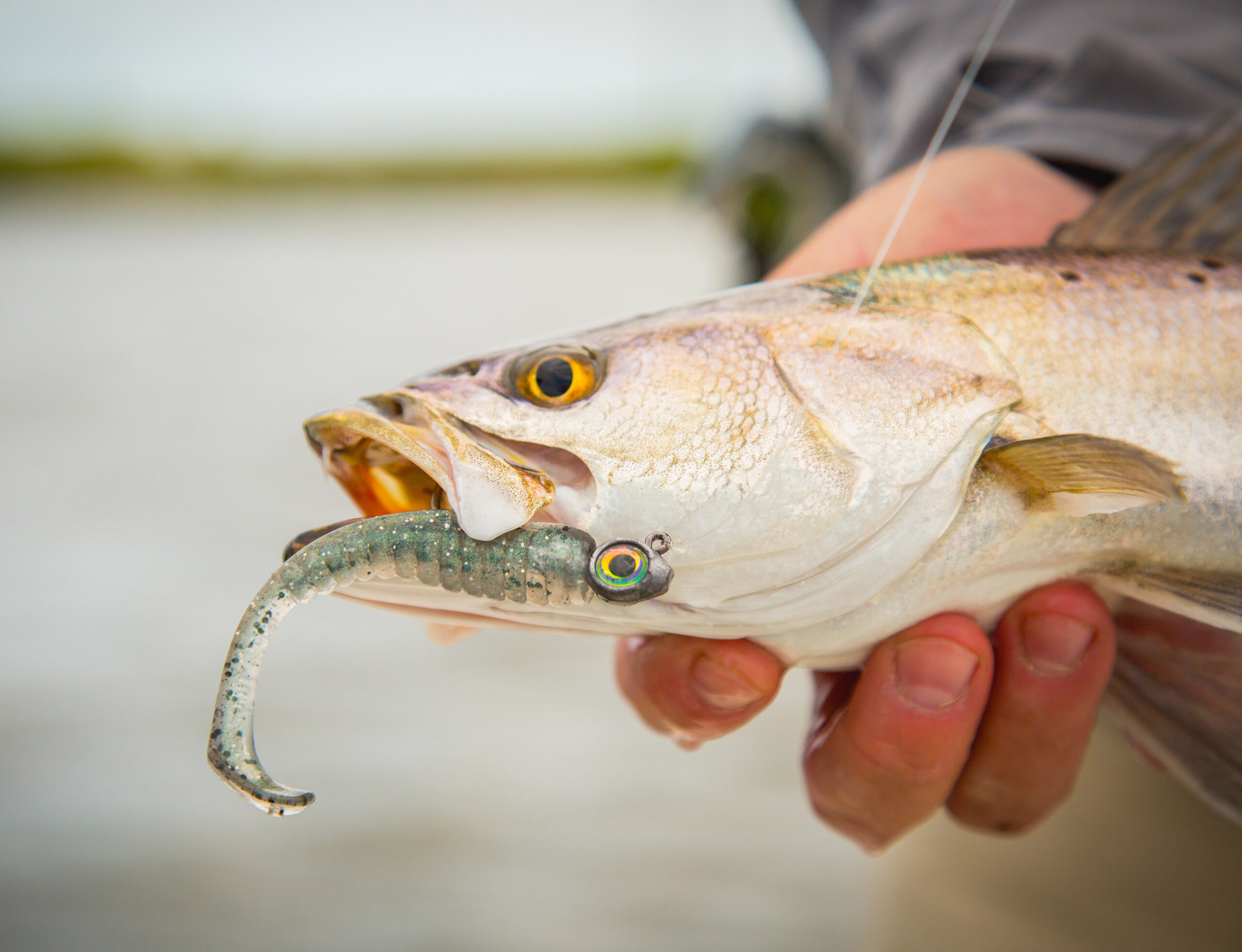 The Z-Man Trout Trick is one of the best speckled trout lures