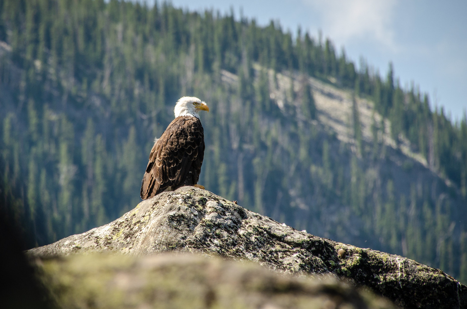 bald eagle perched on top of a peak
