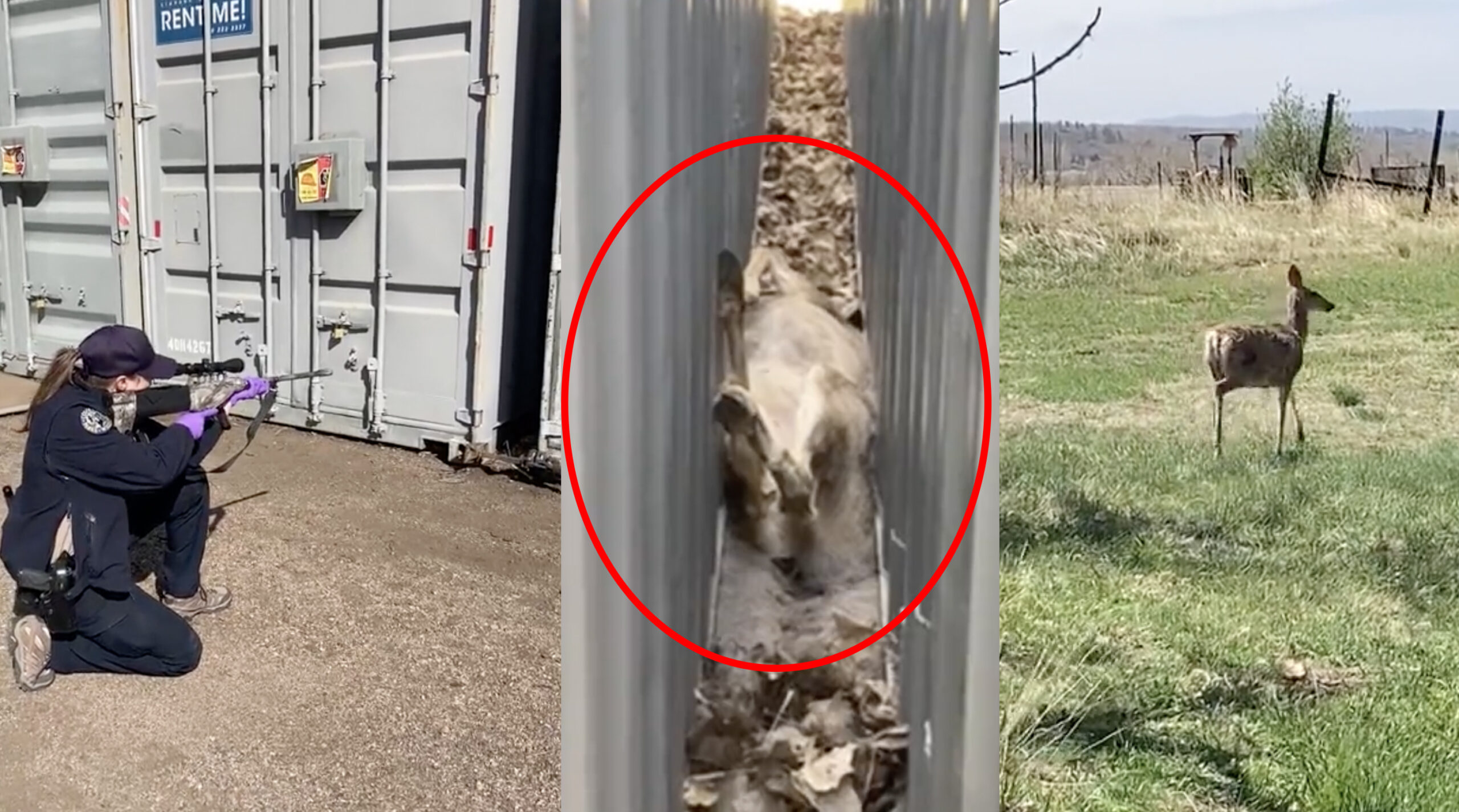 Watch Colorado Wildlife Officers Rescue a Doe Trapped Between Two Cargo Containers