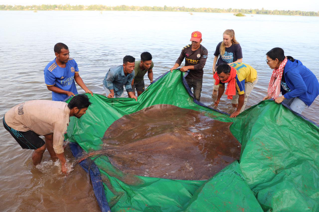 This giant ray weighed more than 400 pounds. 