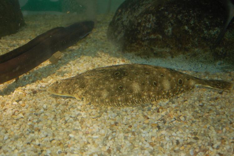 Summer flounder are one of the types of fish that has been caught instead of Atlantic cod.