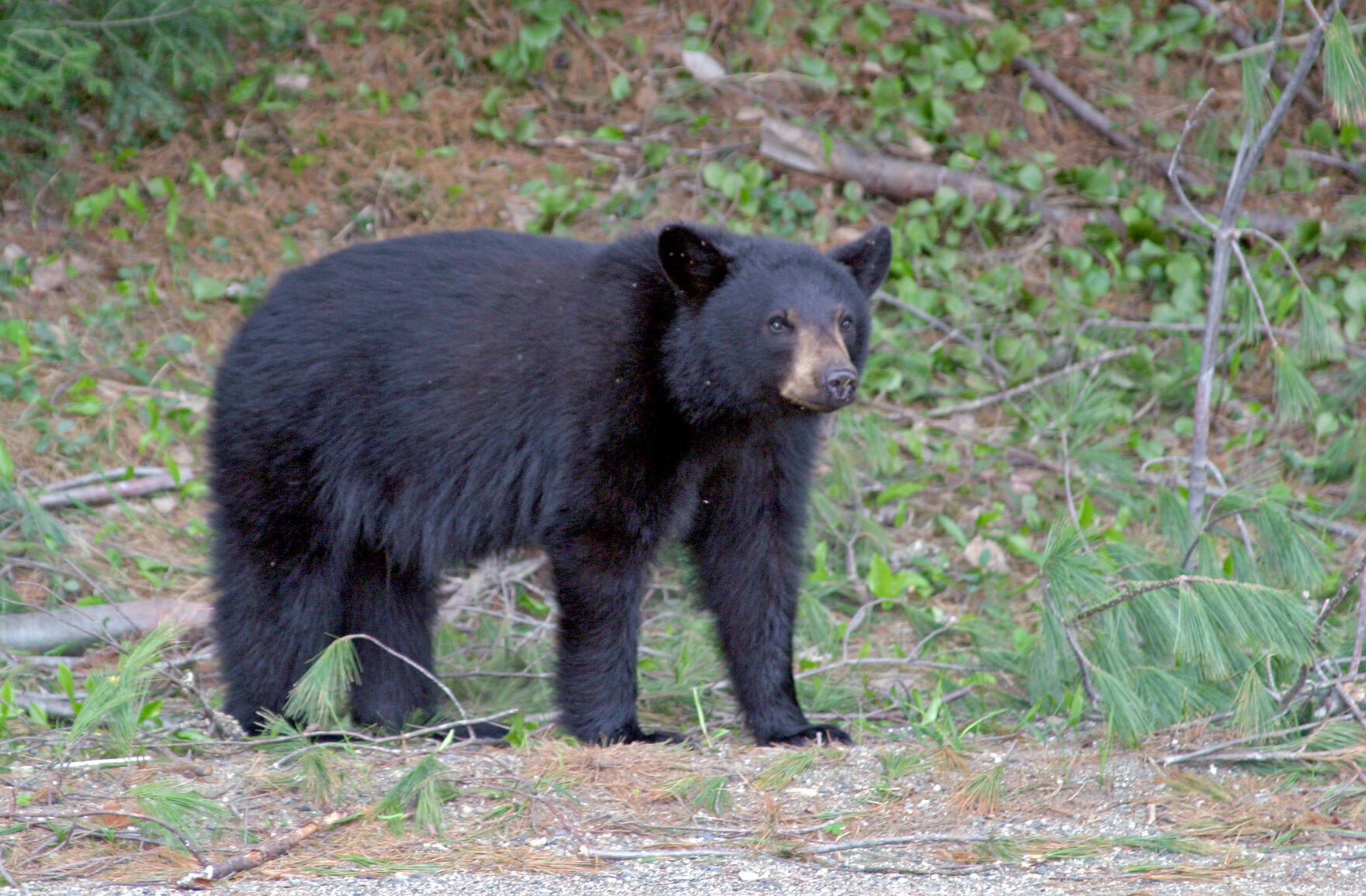 New Jersey Woman Attacked by a Young Black Bear, Just 50 Miles from NYC