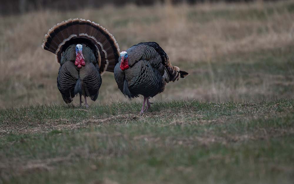 Two gobblers strutting