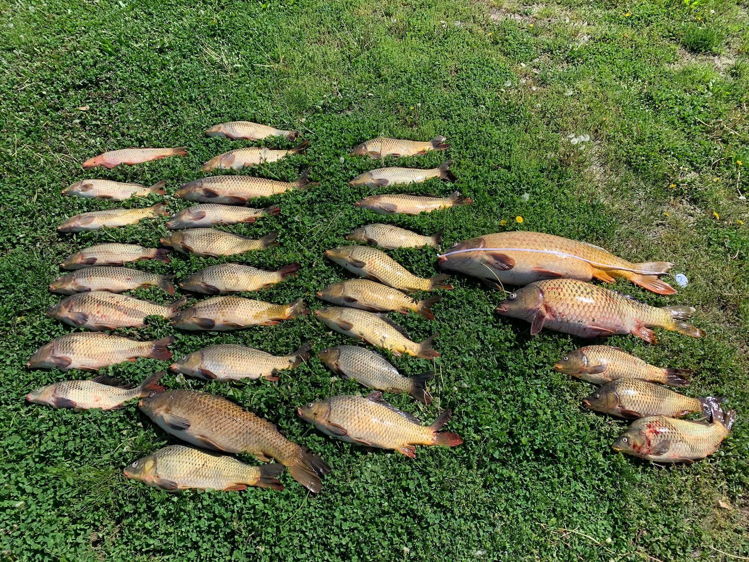 Carp in the Connecticut River are considered trophy fish.