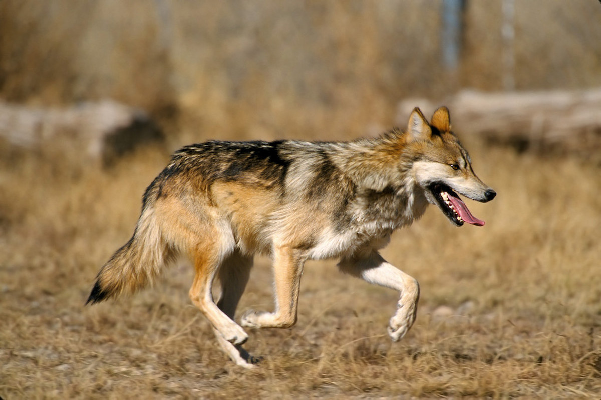 Wildlife Officials Eliminate Population Cap on Mexican Gray Wolves