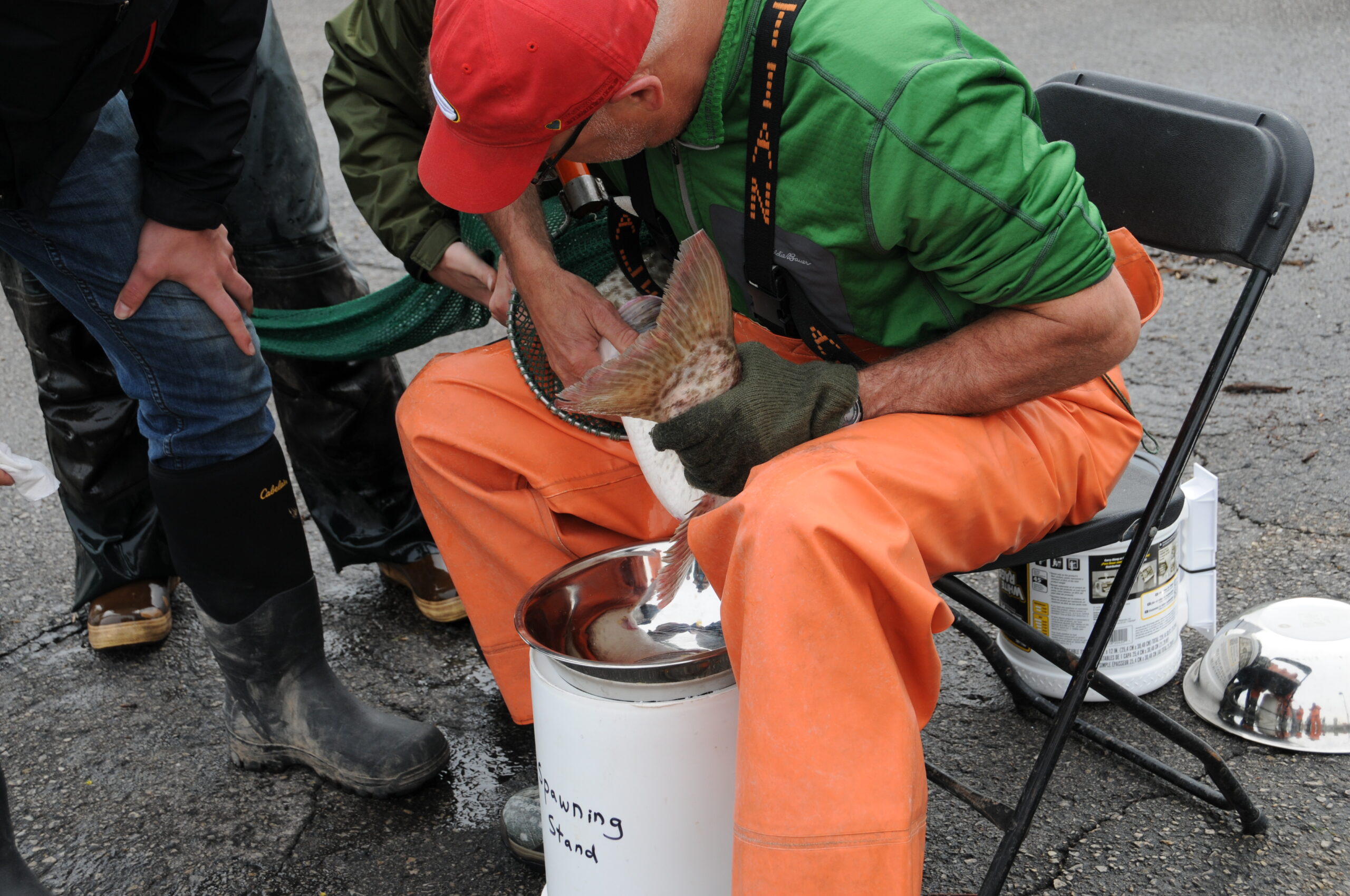 Each spring, muskie eggs and milt are extracted from 50-plus-inch fish.