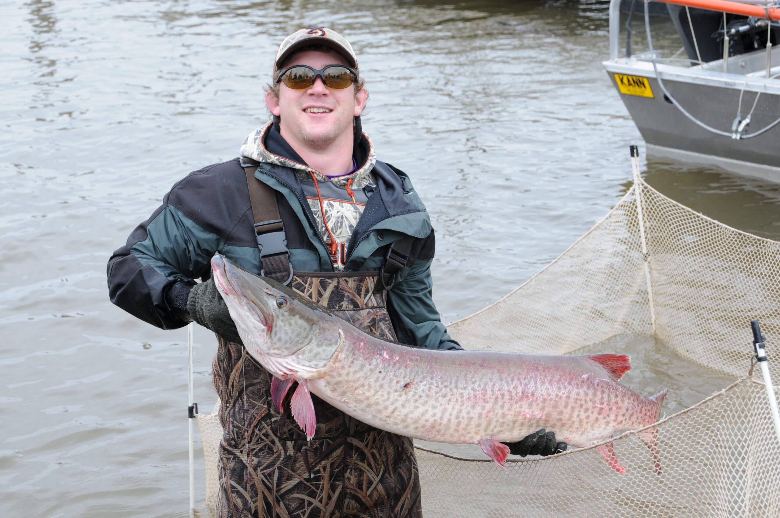 Huge muskies were captured and stripped of eggs and milt in order to grow more fish. 
