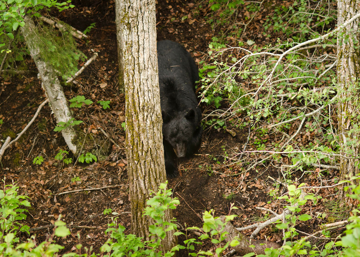 Growing Black Bear Populations Could Mean a Bear Hunting Boom in America