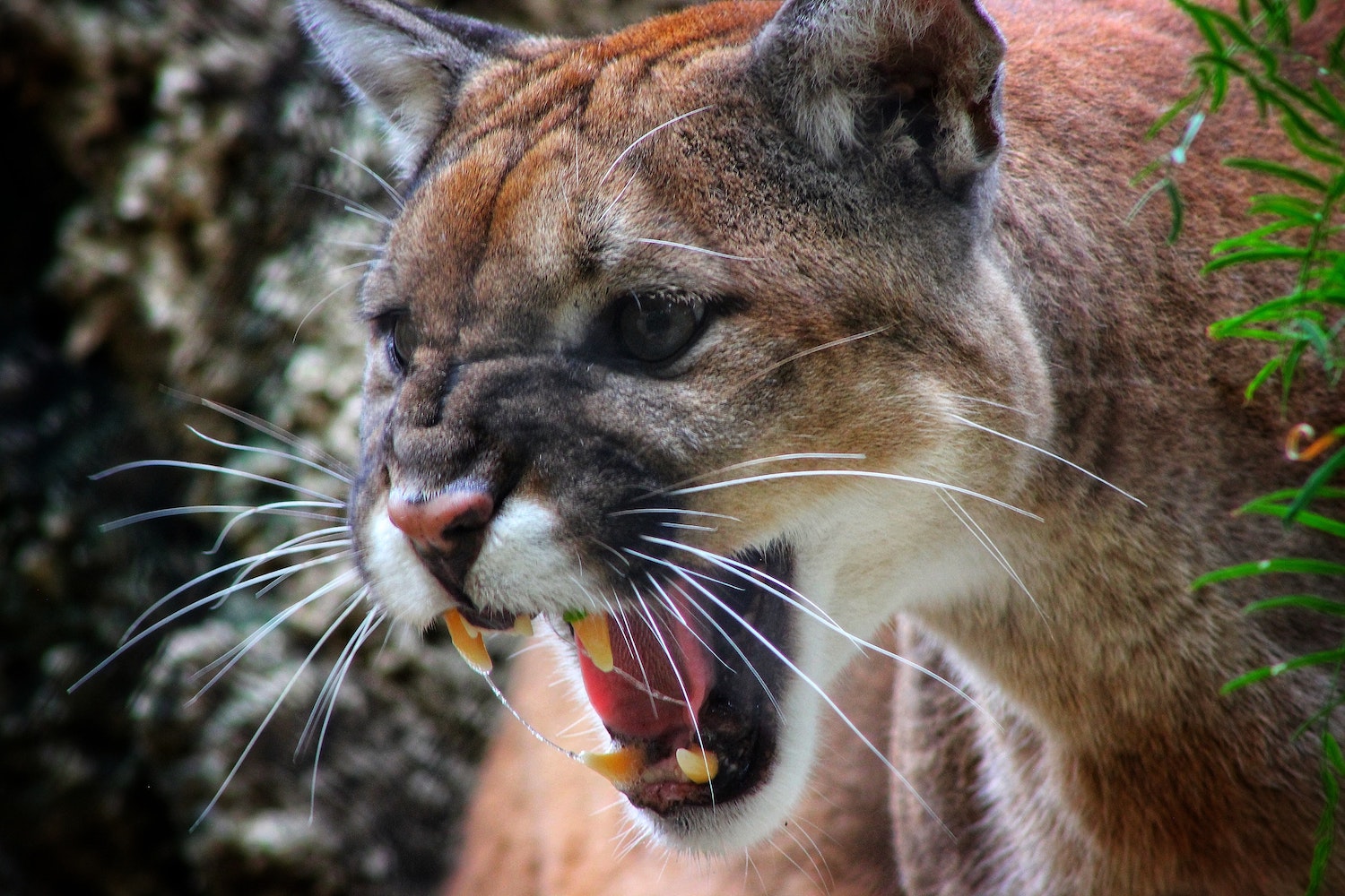 A mountain lion attacked a woman and her dog in California