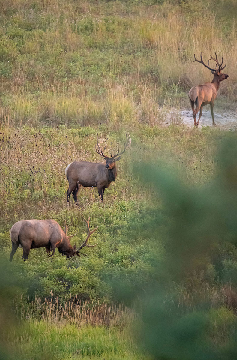 Elk hunting private land.