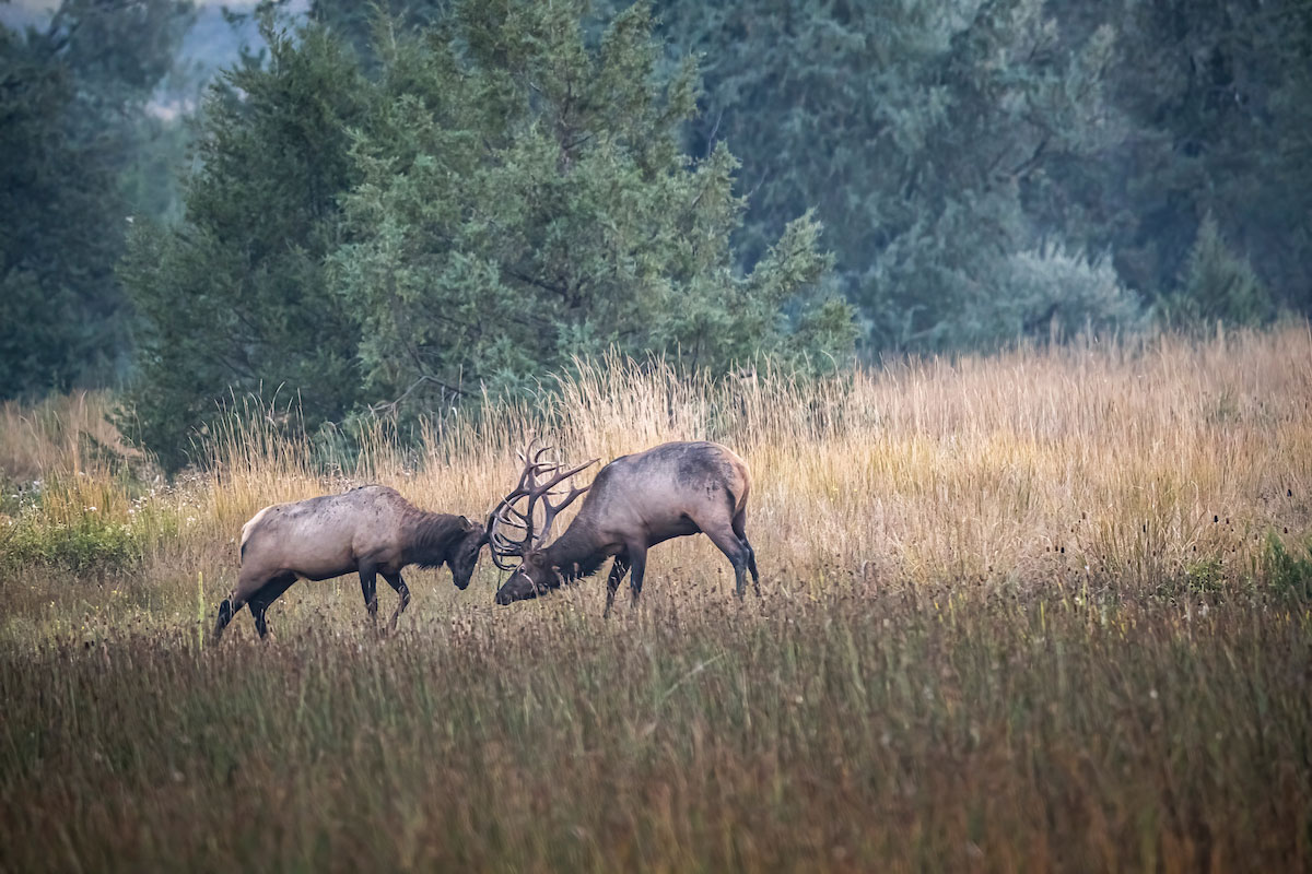 Elk fighting in Montana. 
