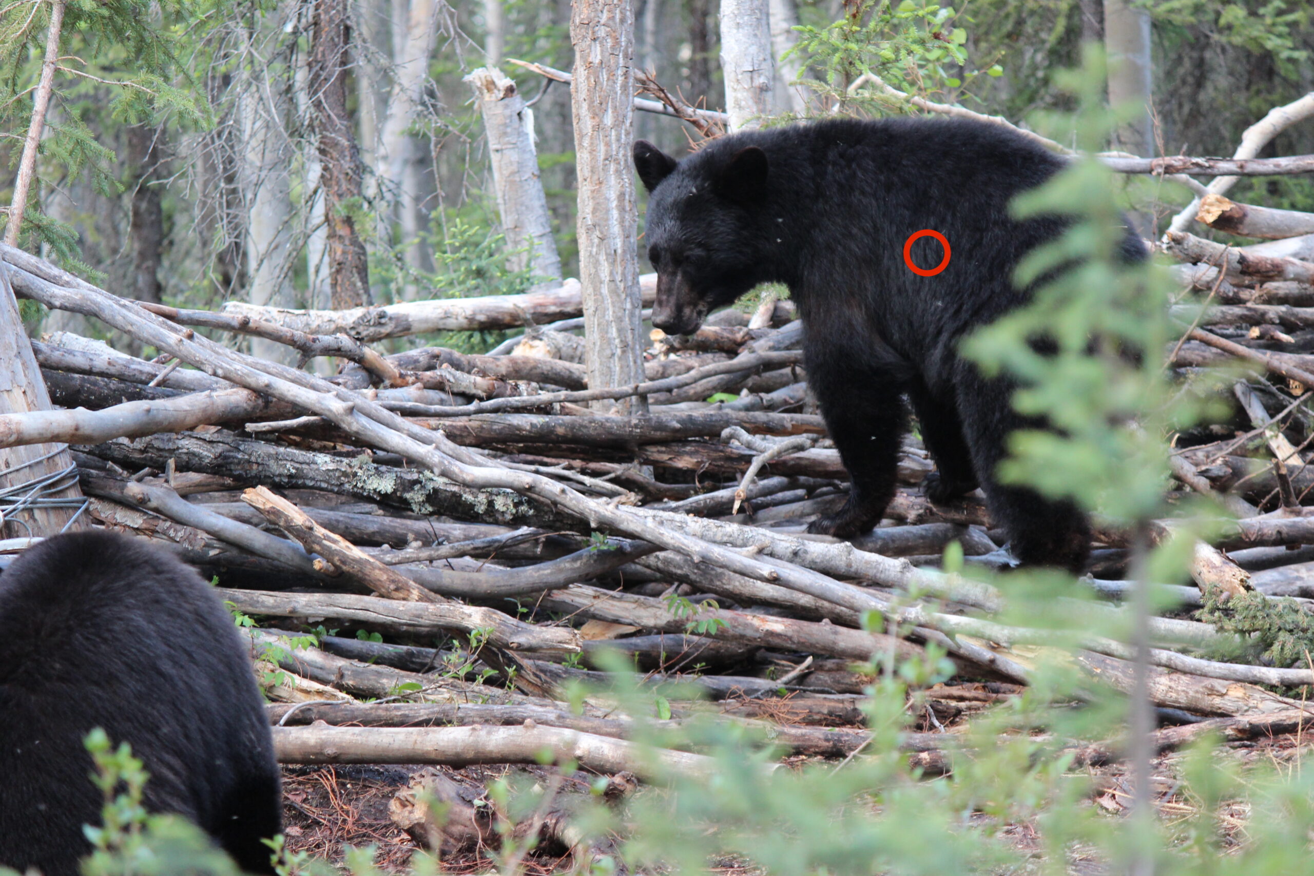 Ideal shot placement for where to shoot a bear is a slightly quartering-away bear like this one.