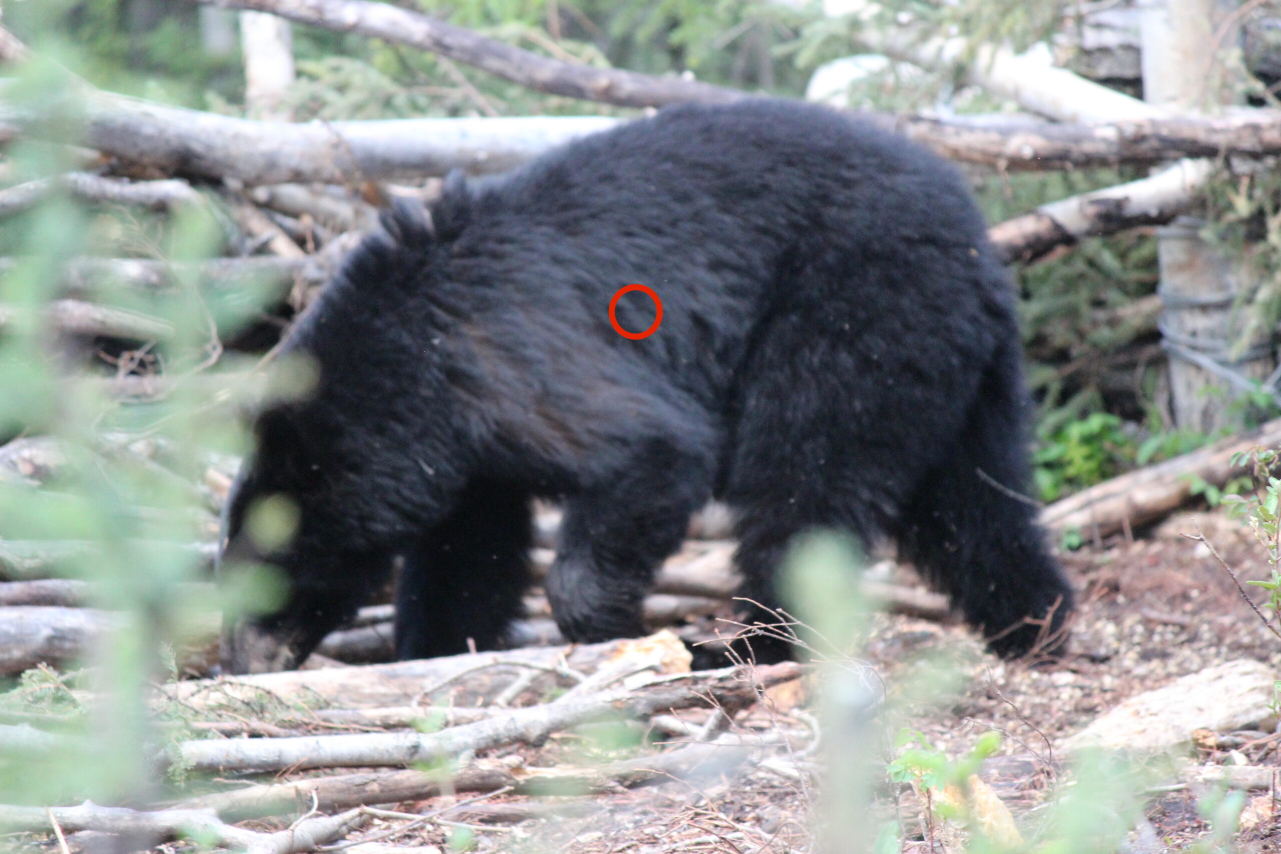 Where to shoot a bear with its front leg back.