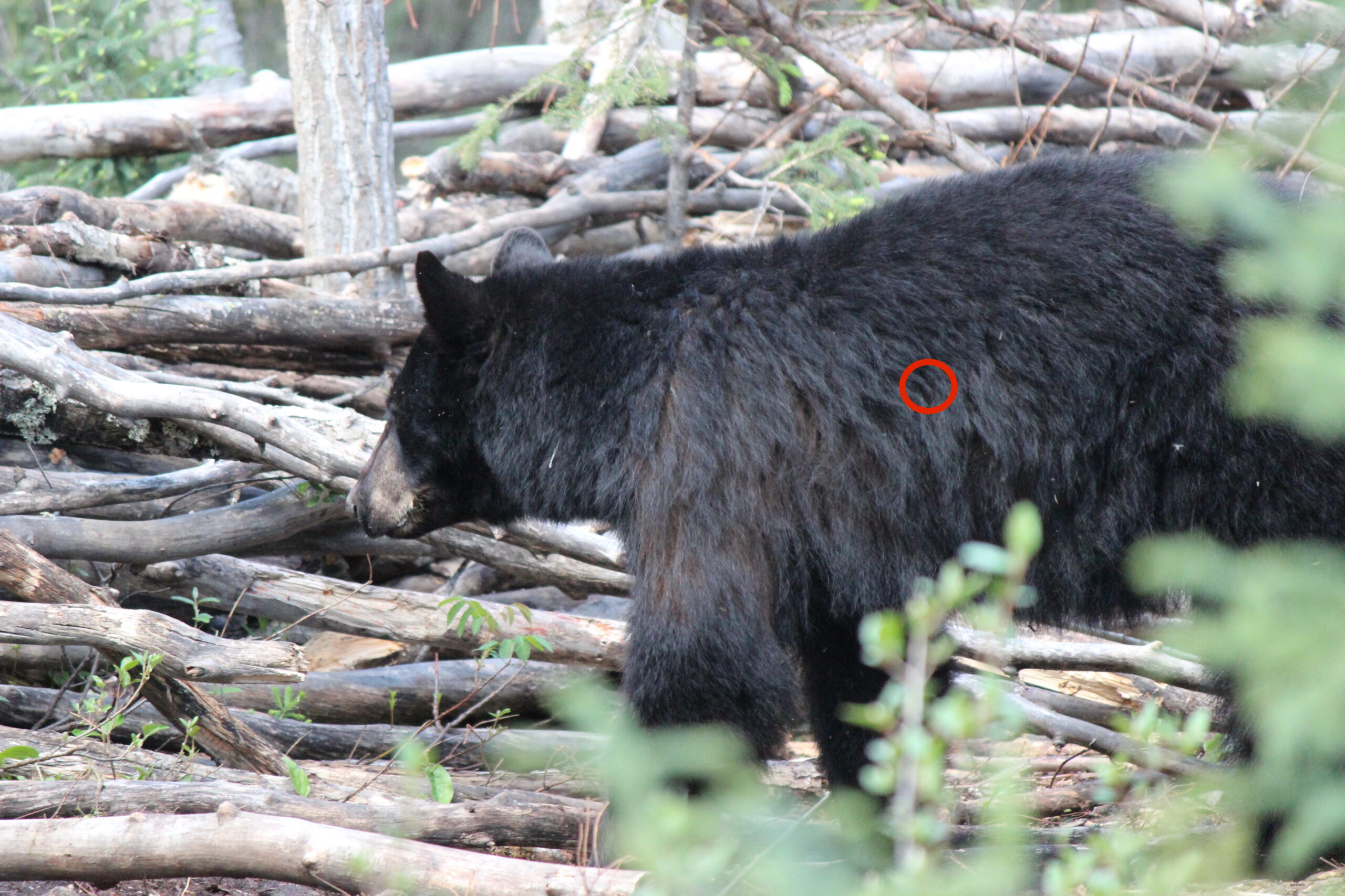 Where to shoot a bear when its front leg is forward.