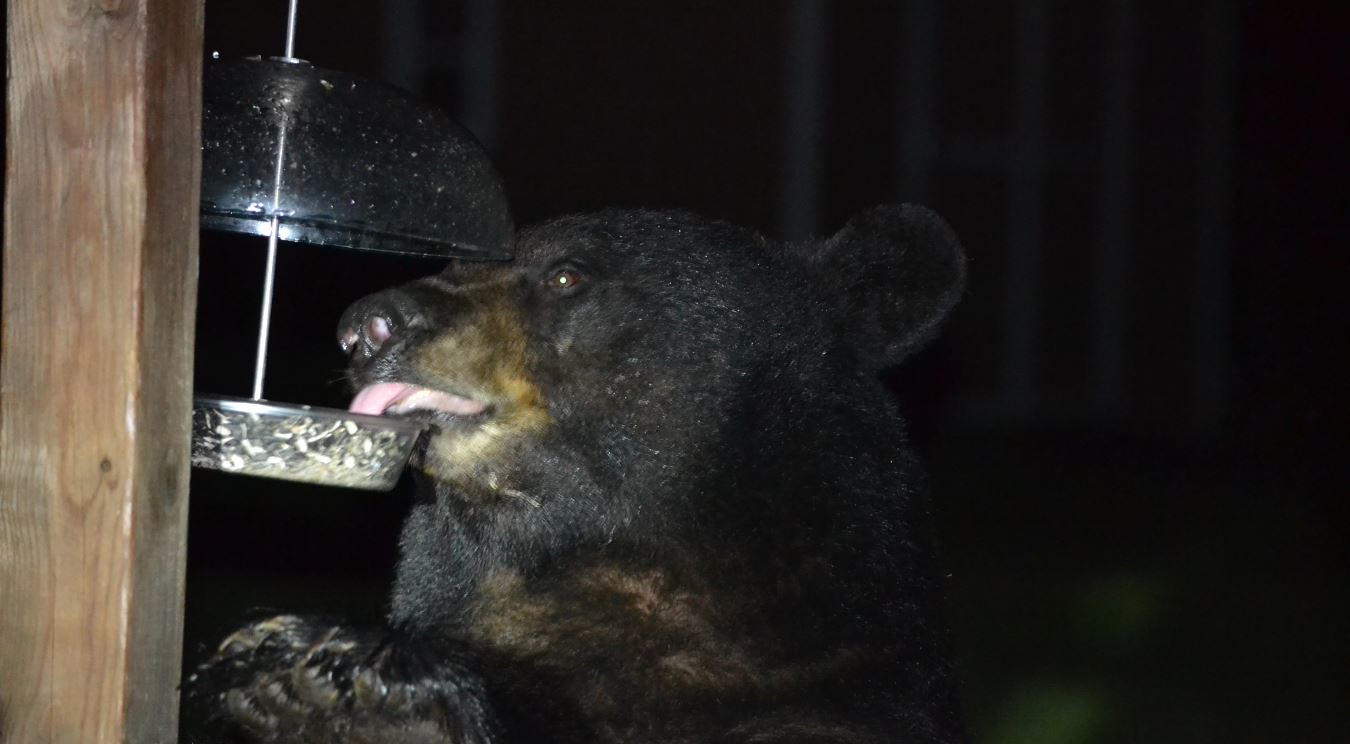 black bear on bird feeder Maryland DNR