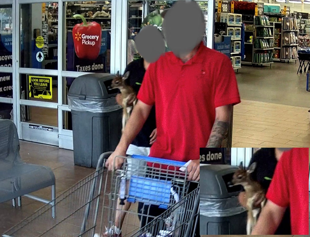 Shopping with a fawn at Walmart.