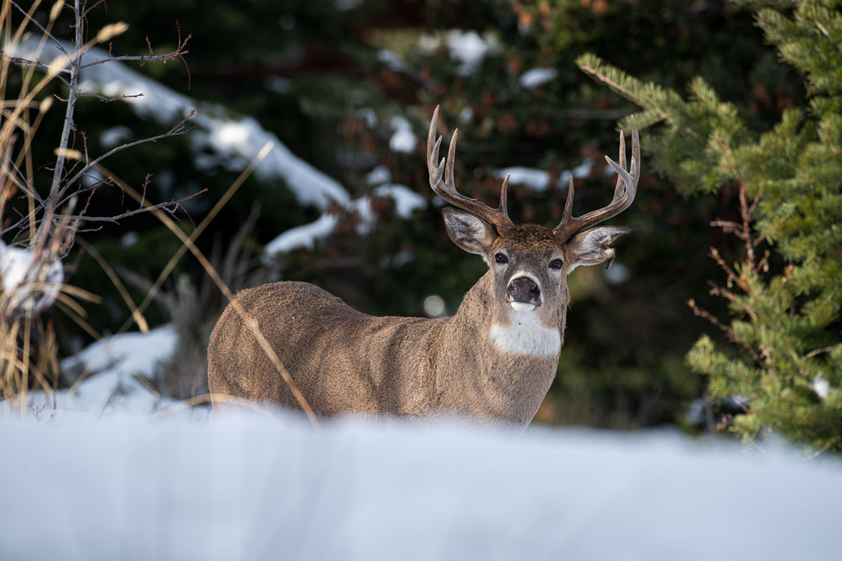 whitetail looking over snow covered mountain