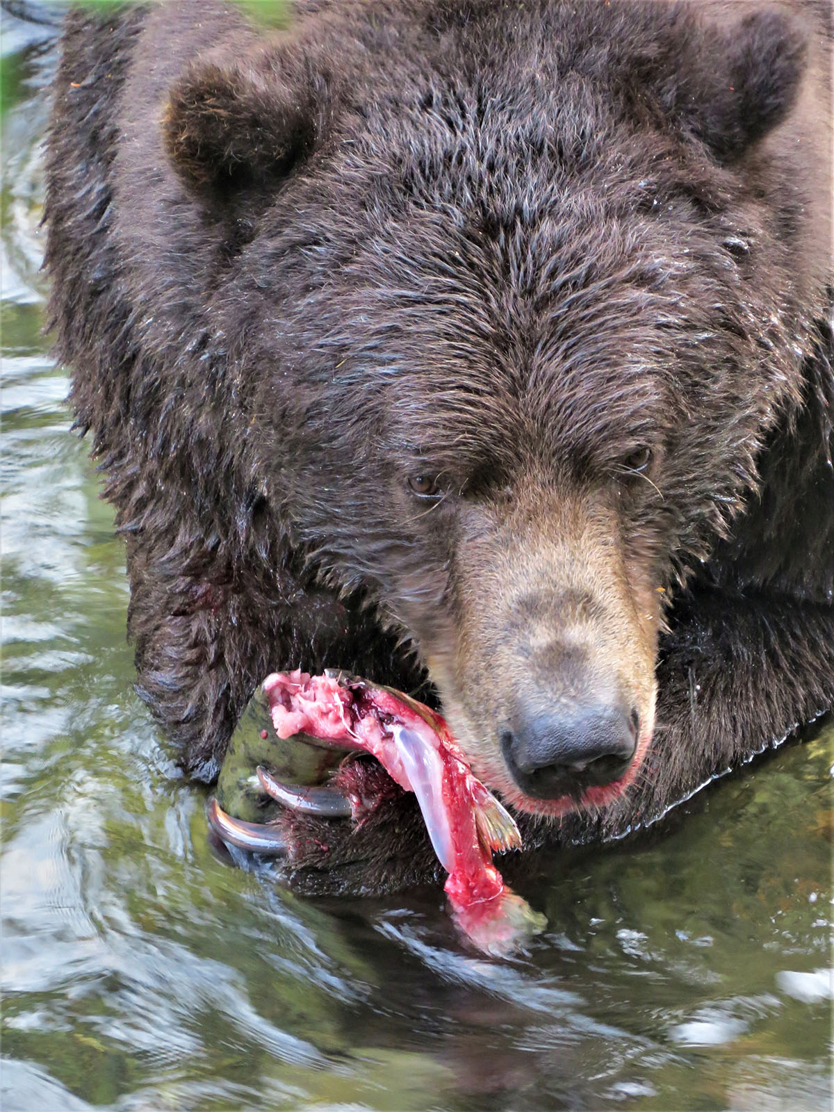 Brown bear eating salmon.