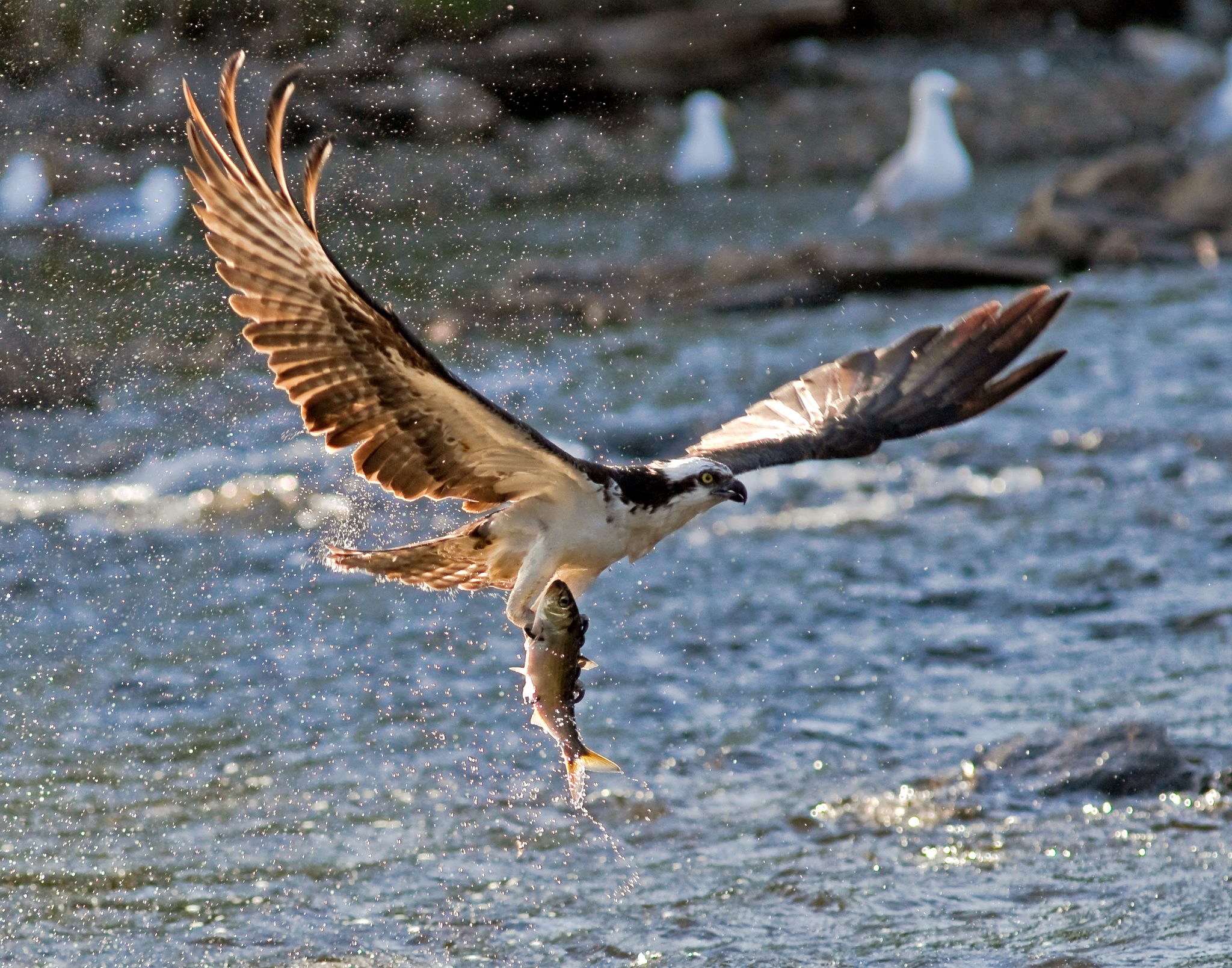 osprey with alewife maine river