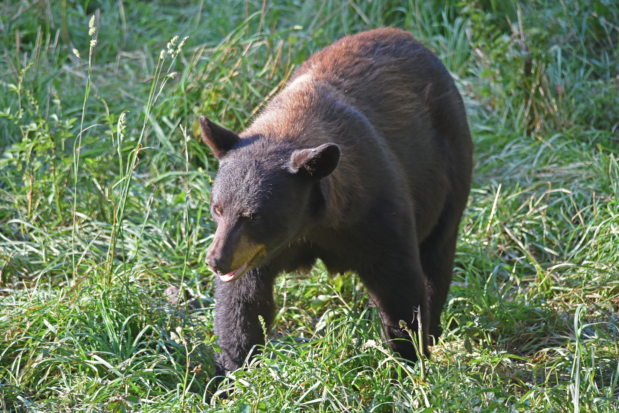 black bear in MN field, USFWS