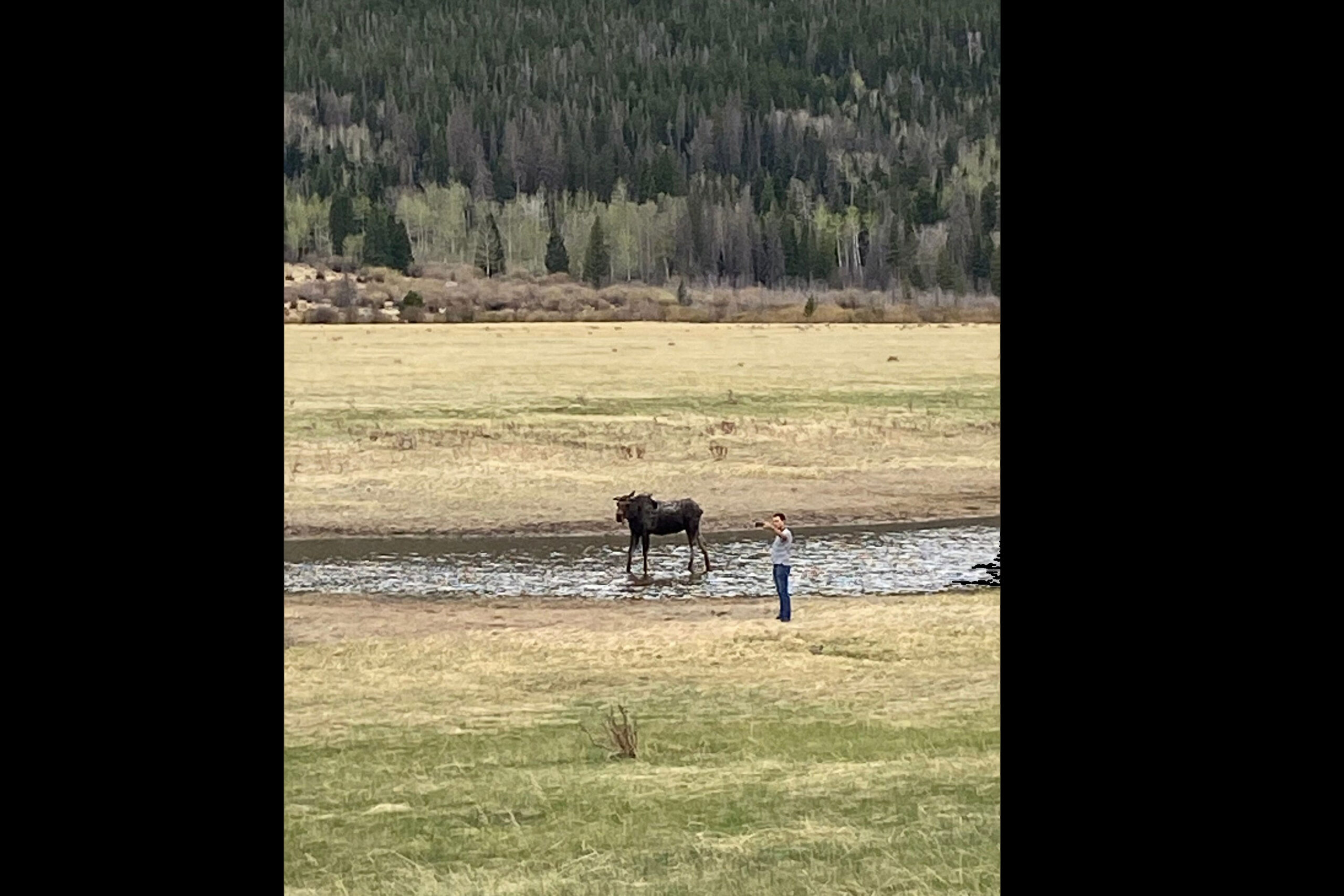 Tourist takes photos with moose.