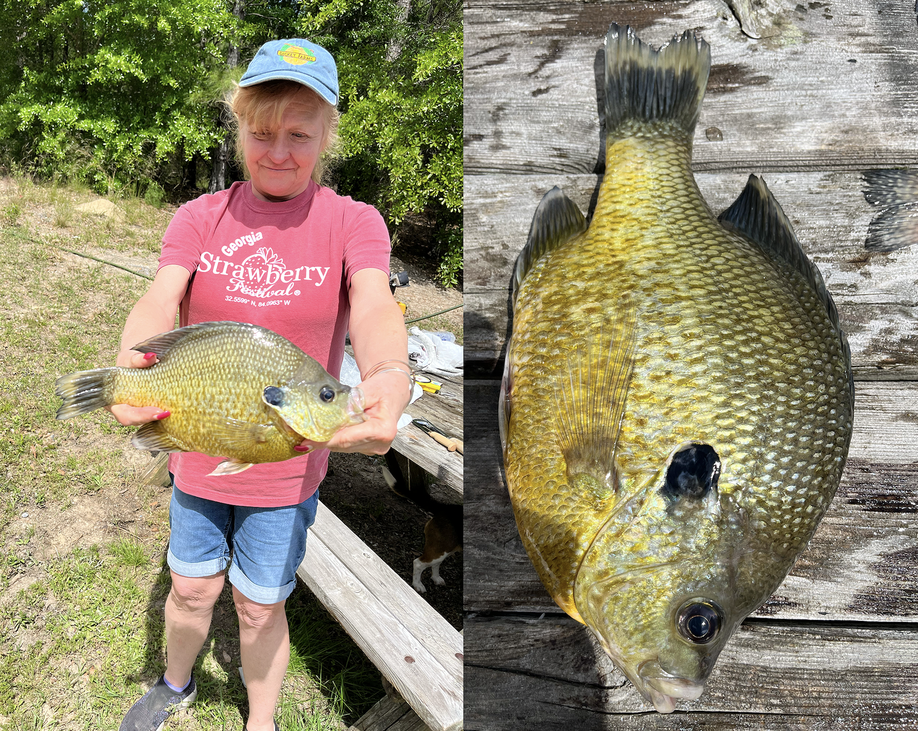 Van Dette with record redear sunfish from Lake Blackshear