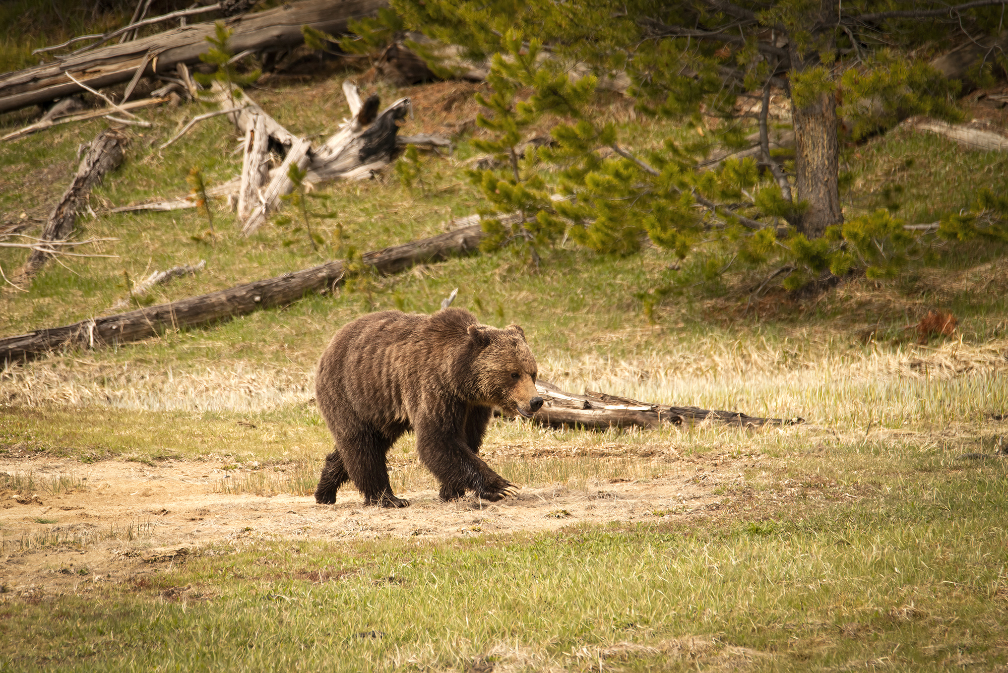 Grizzly attack