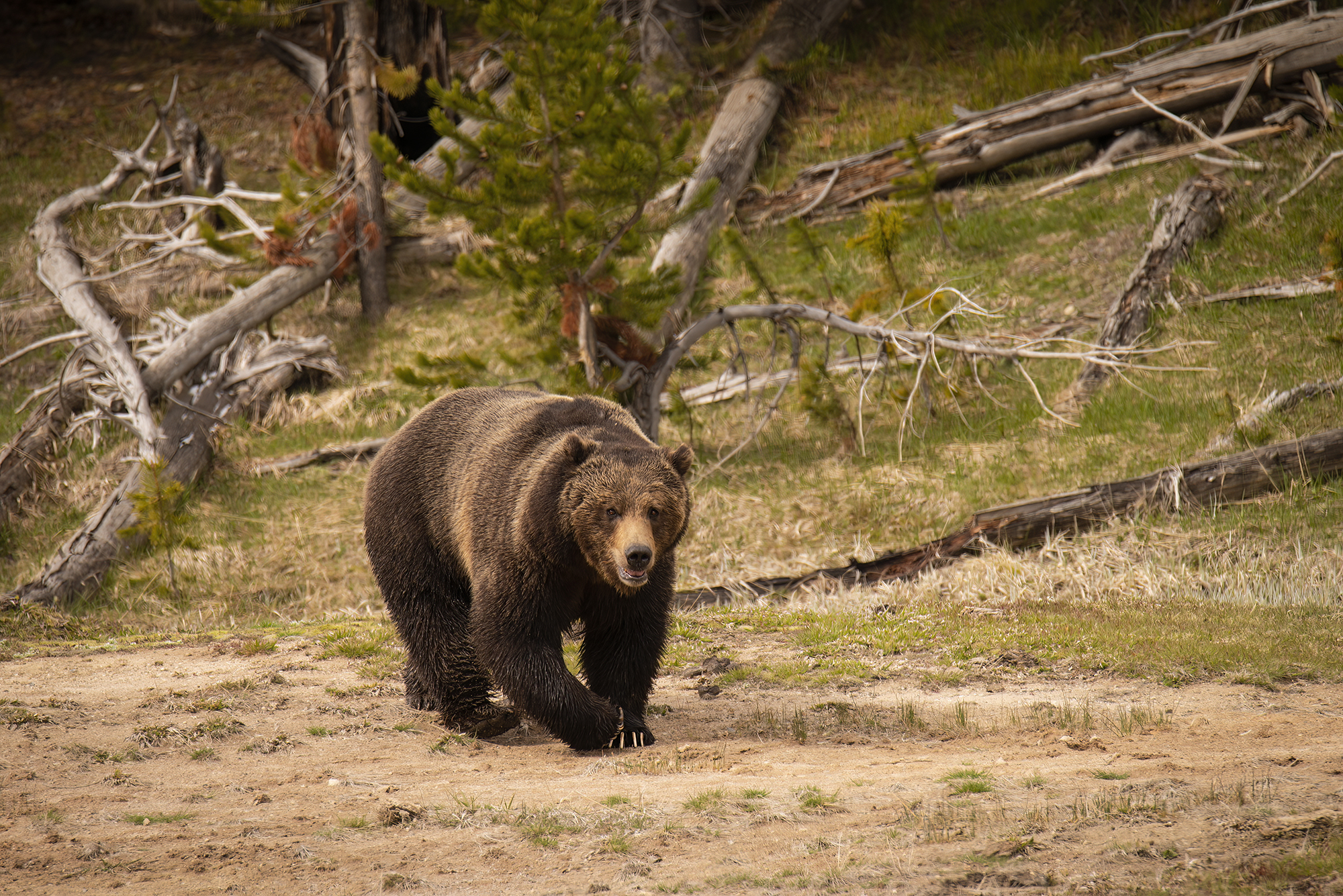 This is the grizzly boar as he pursued the adult female into the meadow.