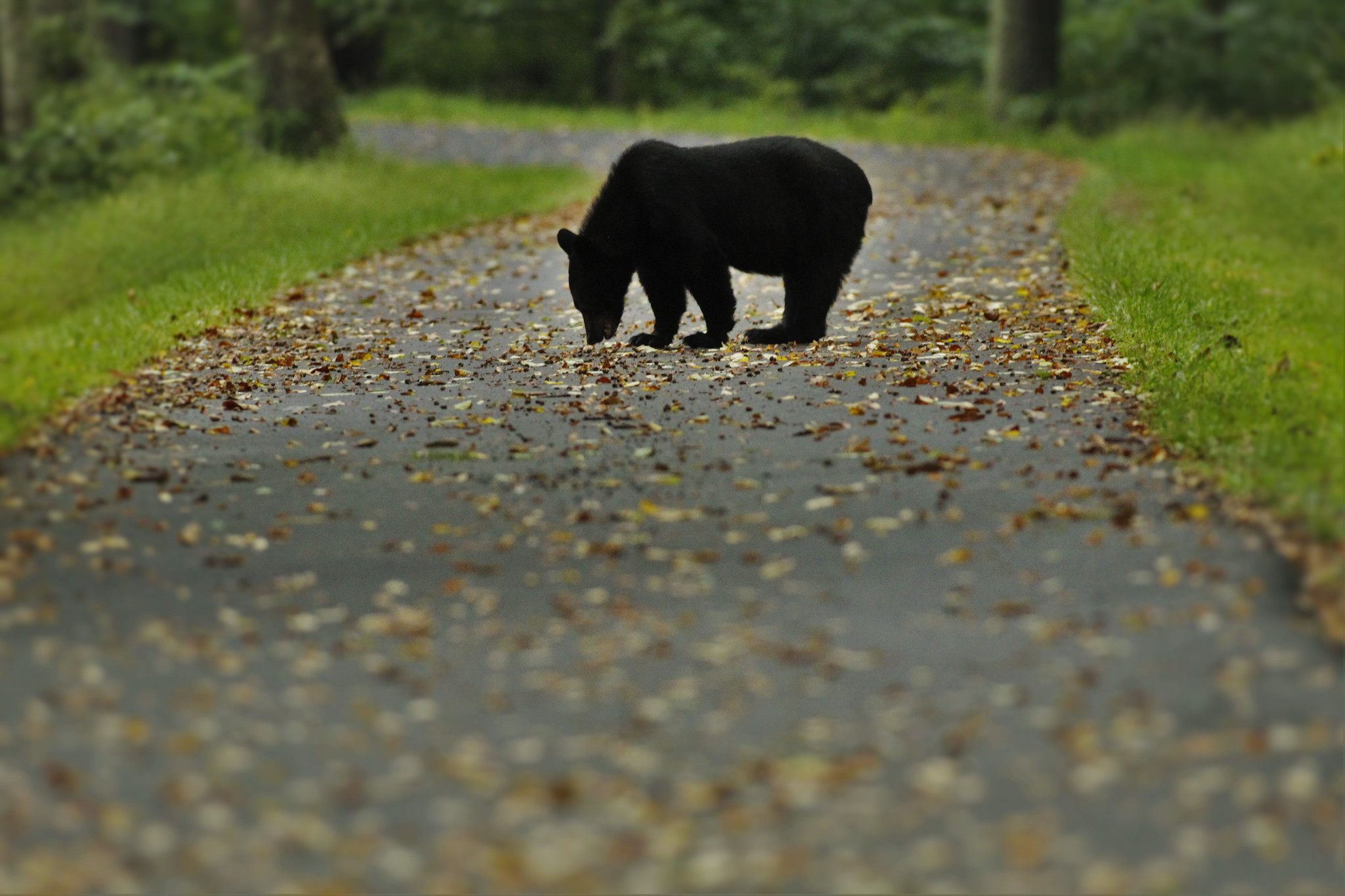 Black bear in Shenandoah NP