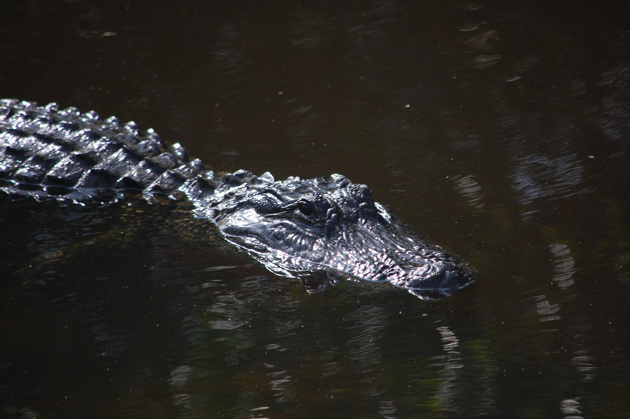FWC gator in water